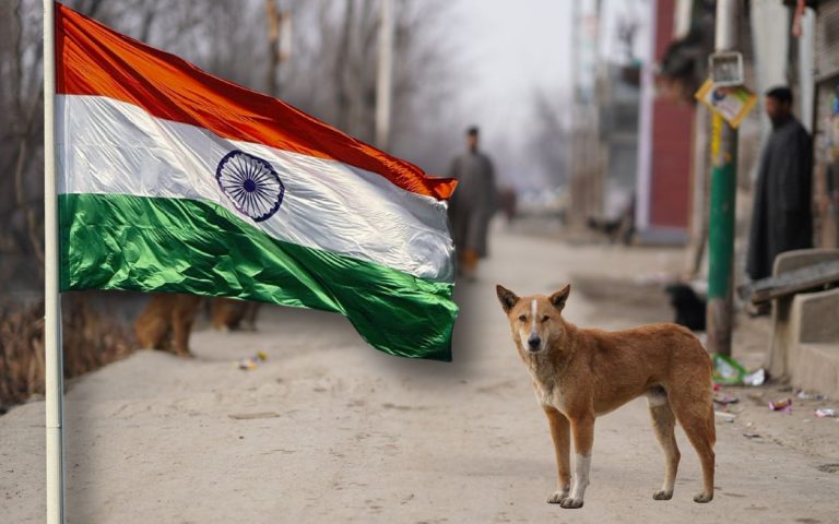 india-perros-callejeros-mundo-animales-150825