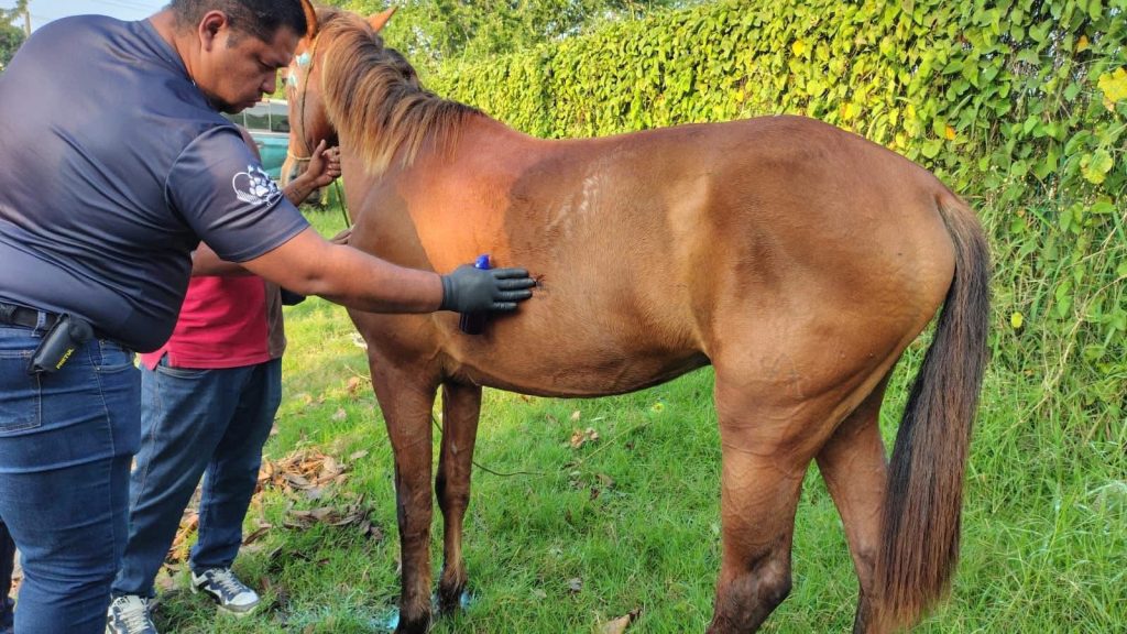 1-BIENESTAR-1-1024x576